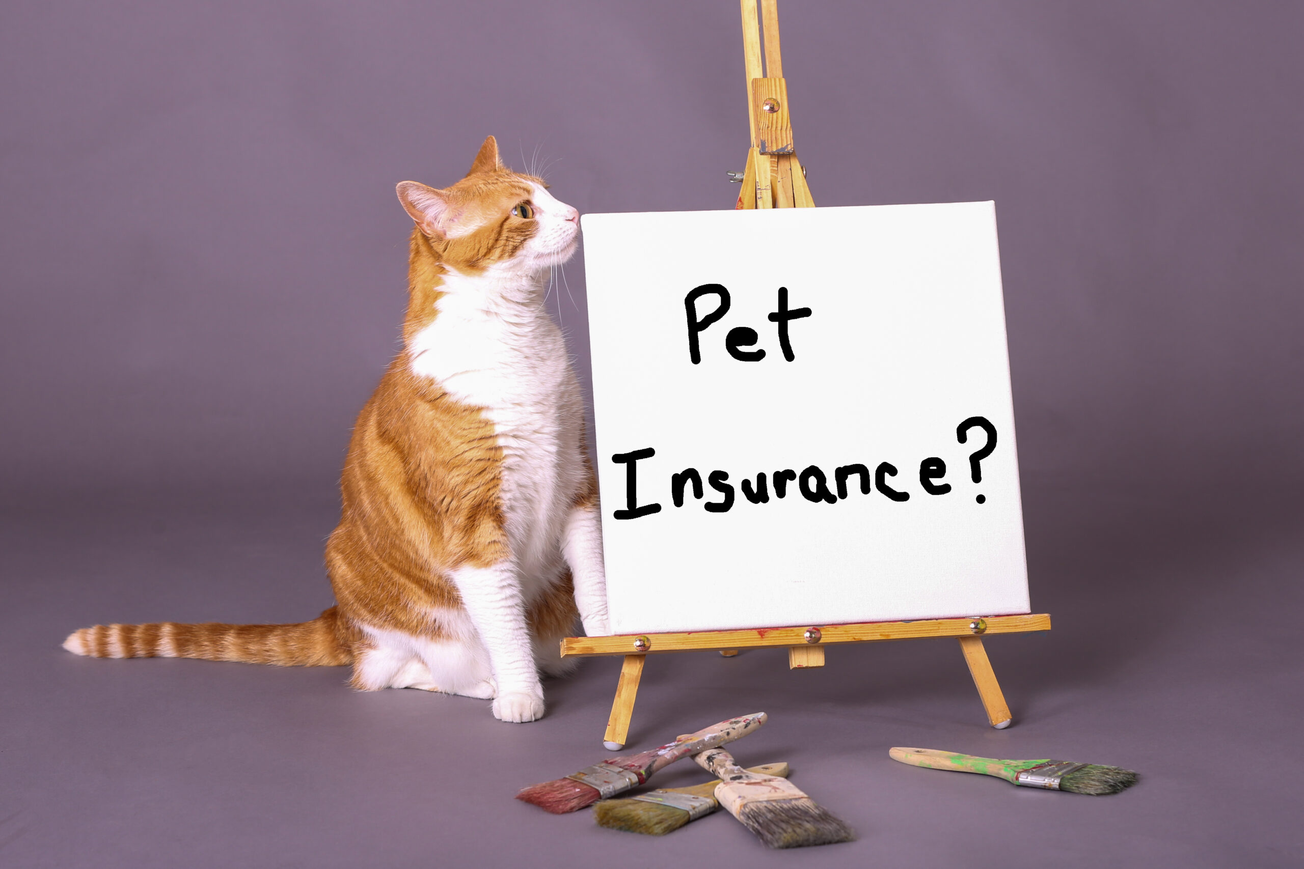 Pros and cons of pet insurance